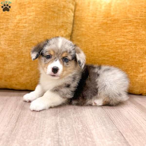 Jase, Pembroke Welsh Corgi Puppy