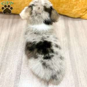 Jase, Pembroke Welsh Corgi Puppy