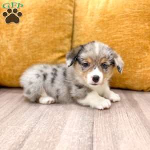 Jase, Pembroke Welsh Corgi Puppy