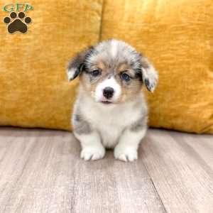 Jase, Pembroke Welsh Corgi Puppy