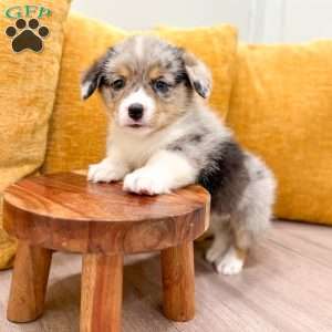 Jase, Pembroke Welsh Corgi Puppy