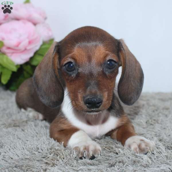 Joy, Dachshund Puppy