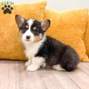 Jesse, Pembroke Welsh Corgi Puppy