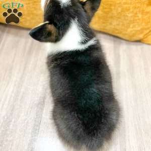 Jesse, Pembroke Welsh Corgi Puppy