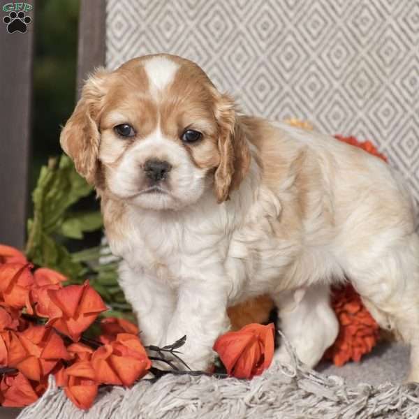 Ethan, Cocker Spaniel Puppy