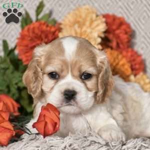 Ethan, Cocker Spaniel Puppy