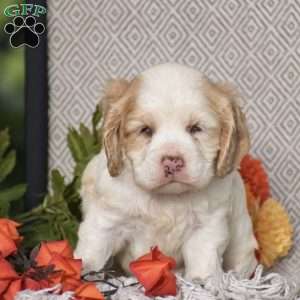 Emanuel, Cocker Spaniel Puppy
