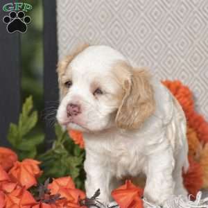 Emanuel, Cocker Spaniel Puppy