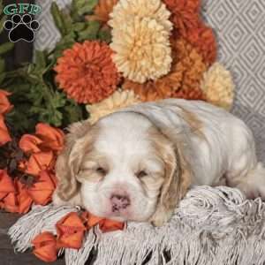 Emanuel, Cocker Spaniel Puppy