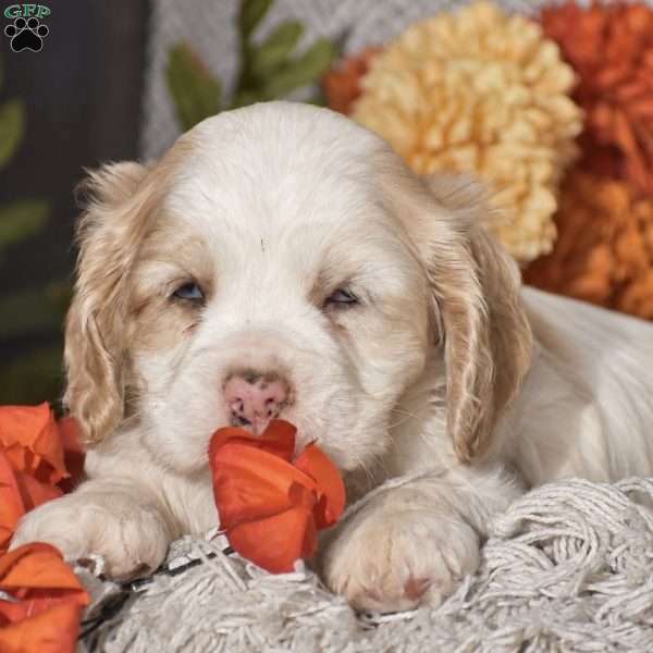Emanuel, Cocker Spaniel Puppy