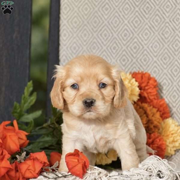 Ezra, Cocker Spaniel Puppy