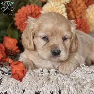 Ezra, Cocker Spaniel Puppy