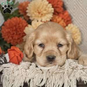 Ezra, Cocker Spaniel Puppy
