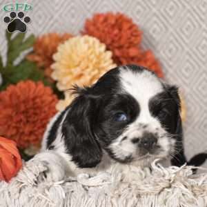Ezekiel, Cocker Spaniel Puppy