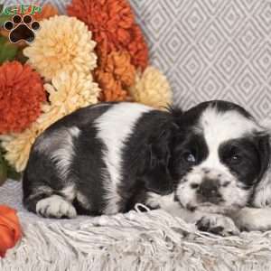 Ezekiel, Cocker Spaniel Puppy