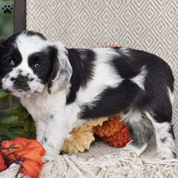Ezekiel, Cocker Spaniel Puppy