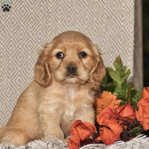 Evelyn, Cocker Spaniel Puppy