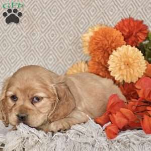 Evelyn, Cocker Spaniel Puppy