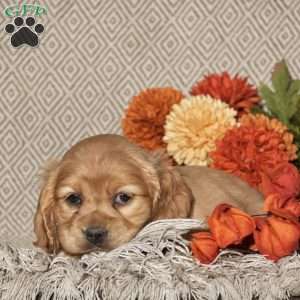 Evelyn, Cocker Spaniel Puppy