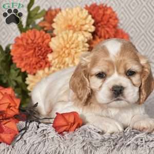 Ethan, Cocker Spaniel Puppy
