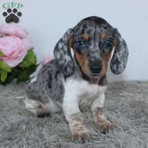Jubilee, Dachshund Puppy