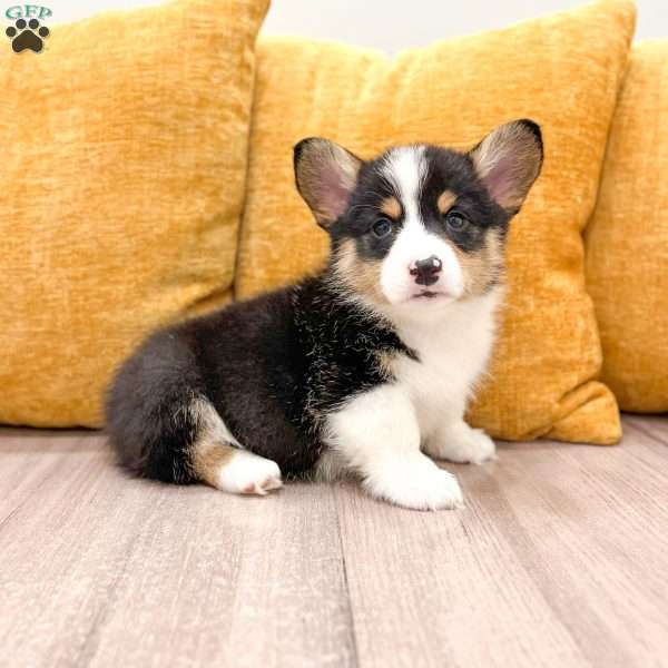 Jesse, Pembroke Welsh Corgi Puppy