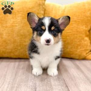 Jesse, Pembroke Welsh Corgi Puppy