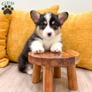Jesse, Pembroke Welsh Corgi Puppy