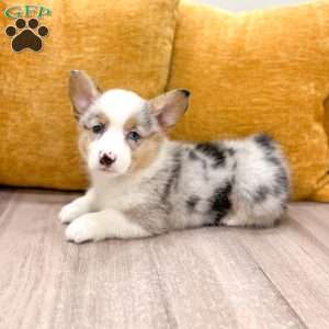 Isabelle, Pembroke Welsh Corgi Puppy