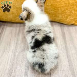 Isabelle, Pembroke Welsh Corgi Puppy
