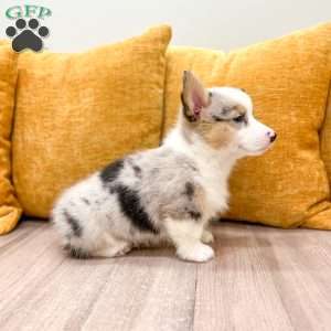 Isabelle, Pembroke Welsh Corgi Puppy