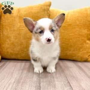 Isabelle, Pembroke Welsh Corgi Puppy