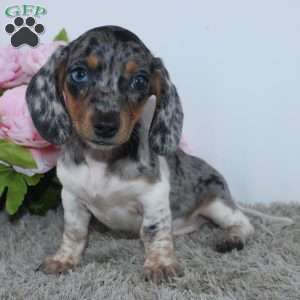 Jubilee, Dachshund Puppy