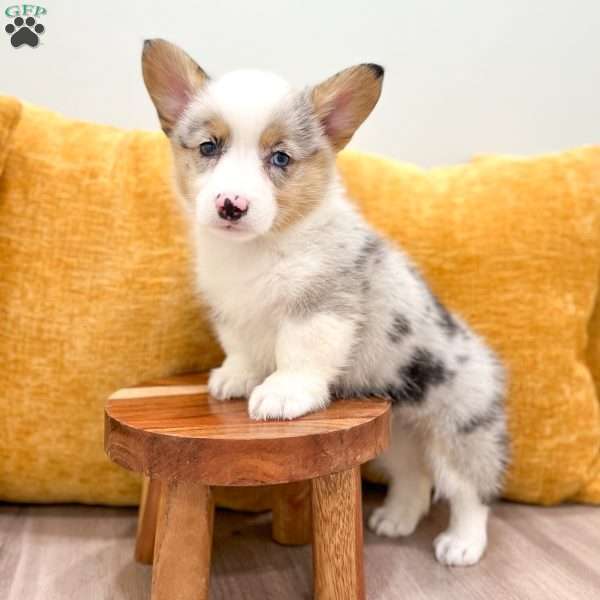 Isabelle, Pembroke Welsh Corgi Puppy