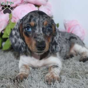 Jubilee, Dachshund Puppy
