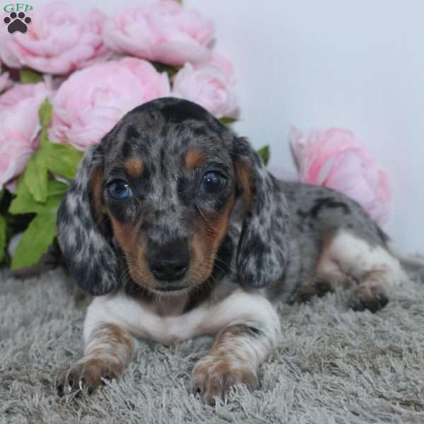 Jubilee, Dachshund Puppy