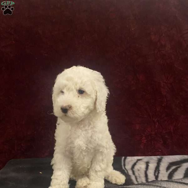 Snowball, Mini Goldendoodle Puppy