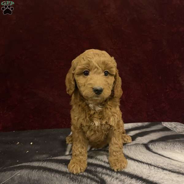Skylar, Mini Goldendoodle Puppy
