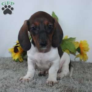 Jordan, Dachshund Puppy