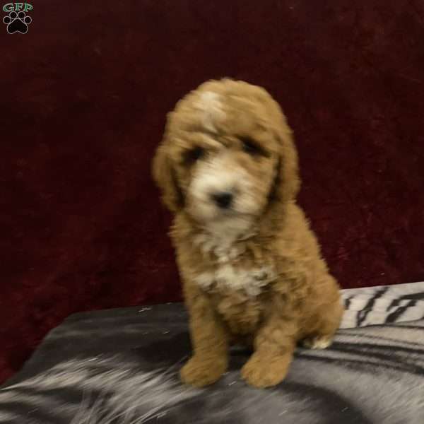 Shawn, Mini Goldendoodle Puppy