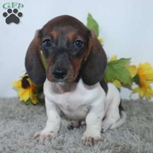 Jordan, Dachshund Puppy