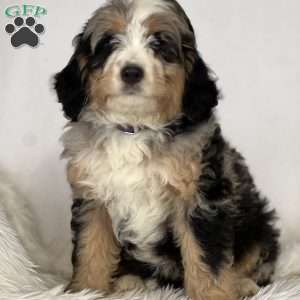 Angel, Mini Bernedoodle Puppy
