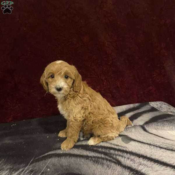 Sheldon, Mini Goldendoodle Puppy