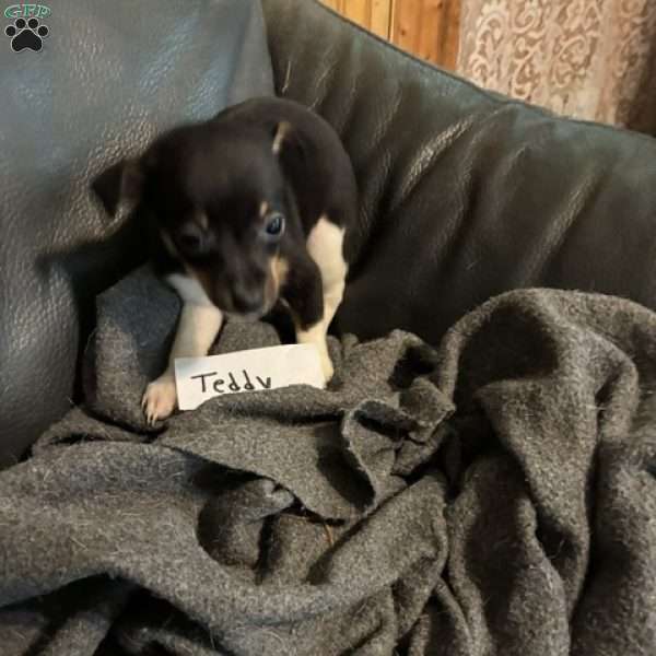 Teddy, Toy Fox Terrier Puppy