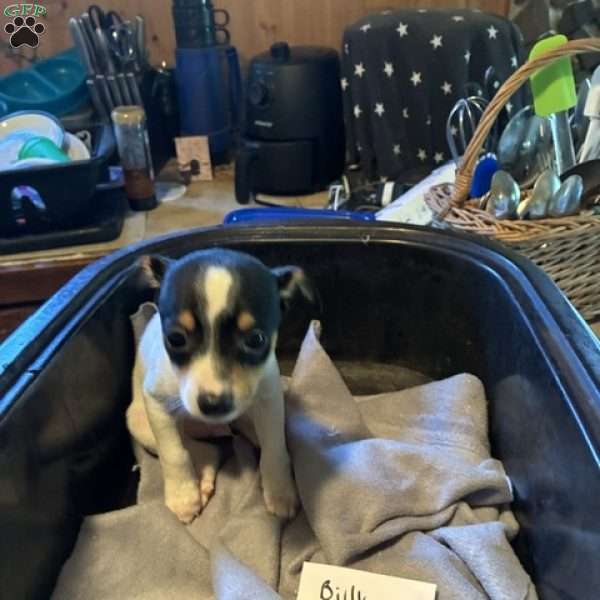 Billy, Toy Fox Terrier Puppy