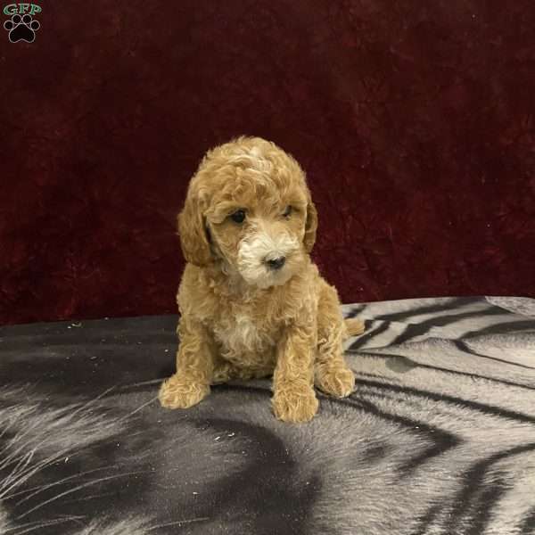 Sue, Mini Goldendoodle Puppy