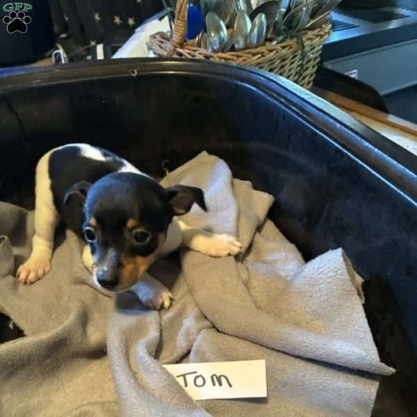 Tom, Toy Fox Terrier Puppy