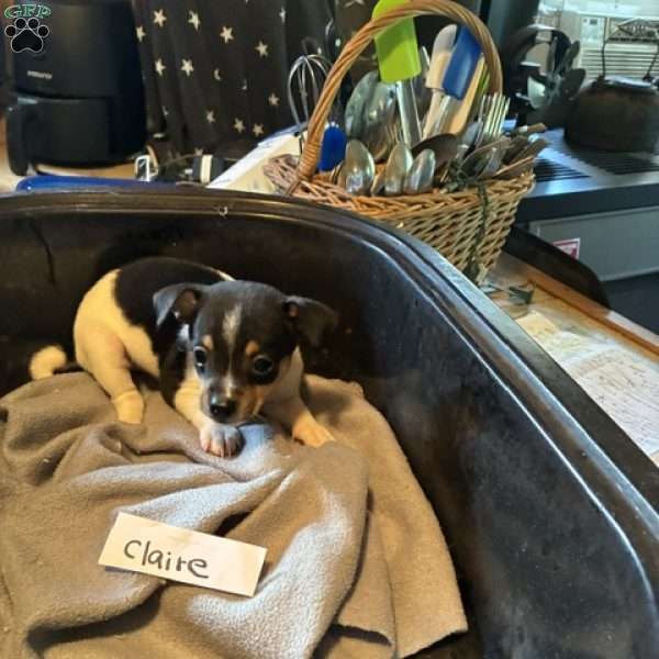 Claire, Toy Fox Terrier Puppy