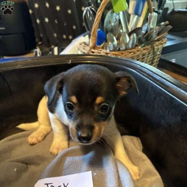 Jack, Toy Fox Terrier Puppy