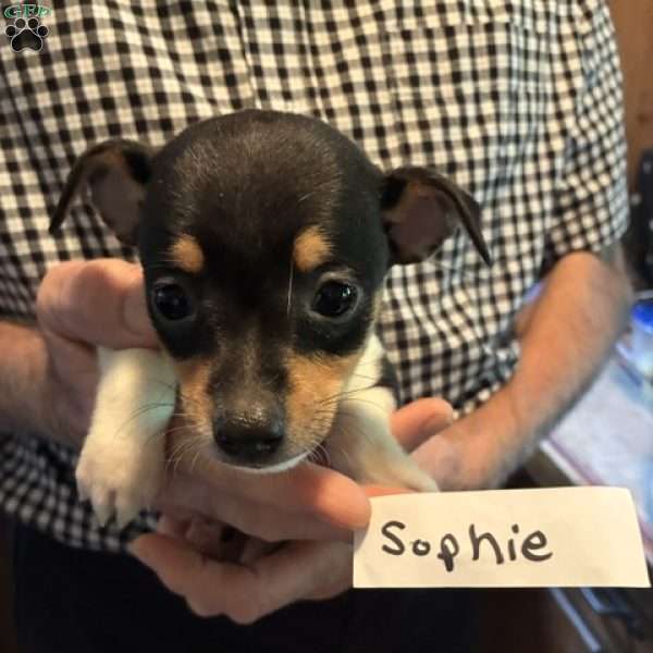 Sophie, Toy Fox Terrier Puppy